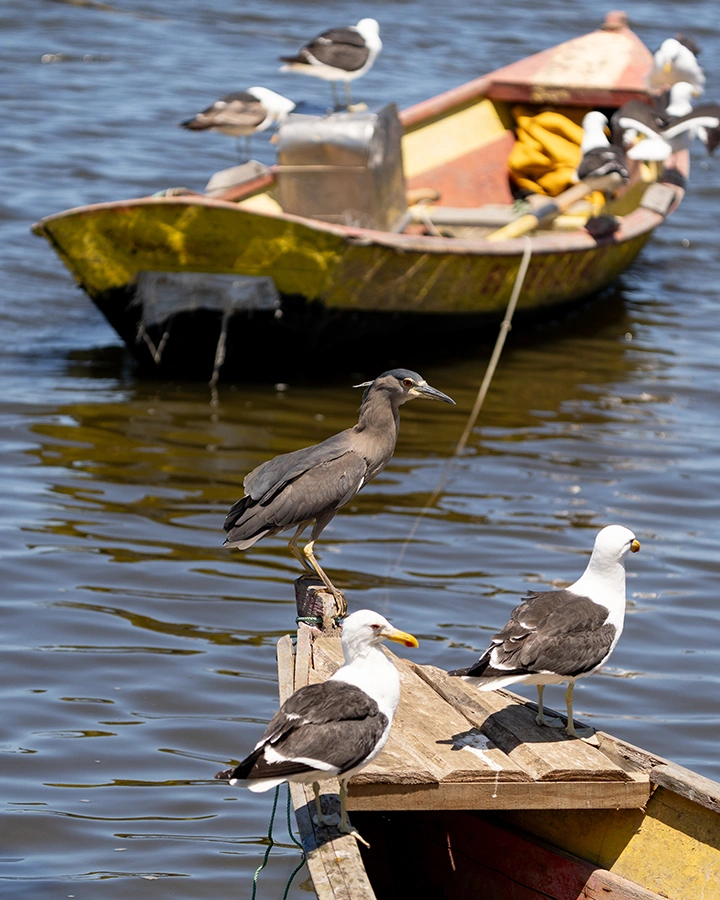 NOSOTROS CARRUSEL_0004__AIT1720